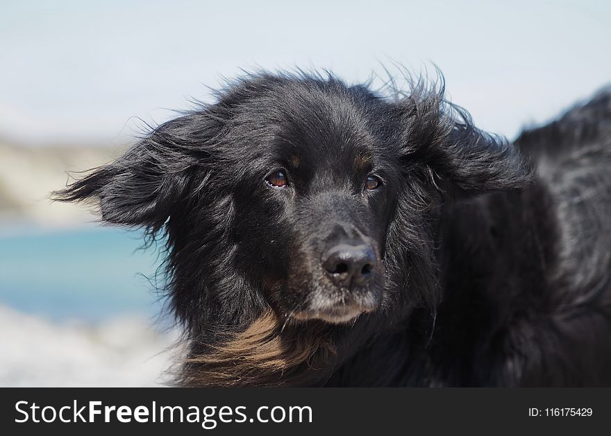 Dog, Dog Like Mammal, Dog Breed, Dog Breed Group