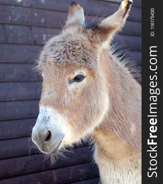 Donkey, Fauna, Horse Like Mammal, Snout