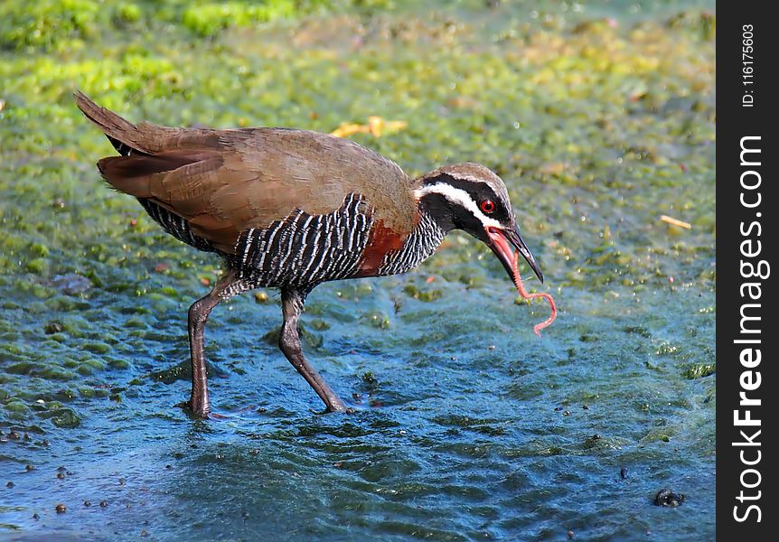 Bird, Ecosystem, Fauna, Beak