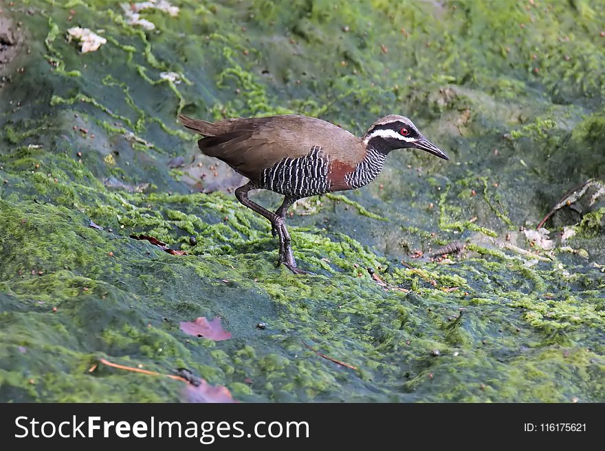 Bird, Ecosystem, Fauna, Nature Reserve