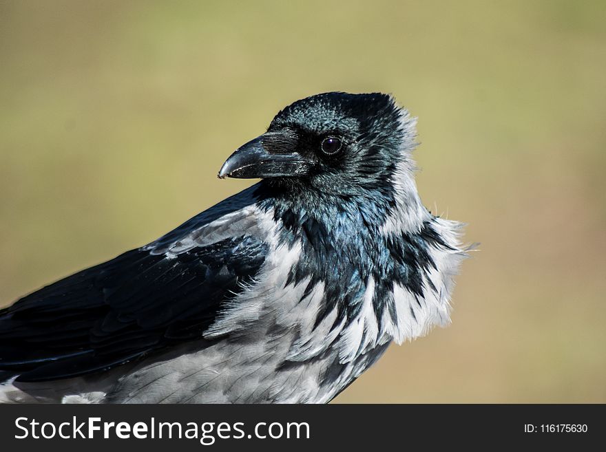 Bird, Beak, Fauna, Crow Like Bird