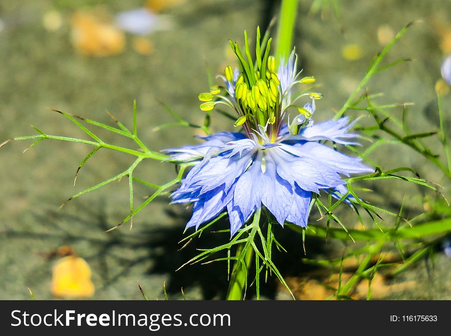 Flower, Plant, Flora, Flowering Plant