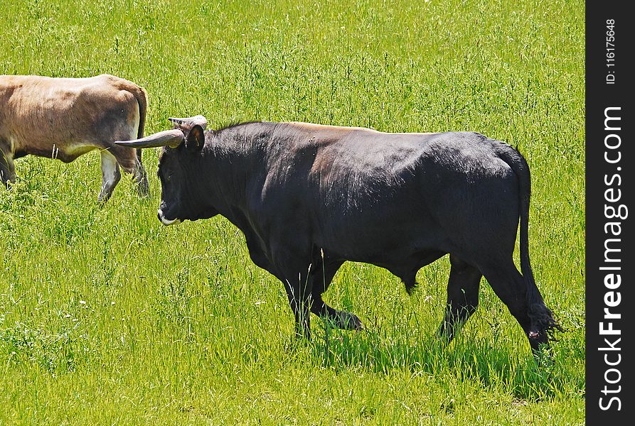 Cattle Like Mammal, Grassland, Grazing, Pasture