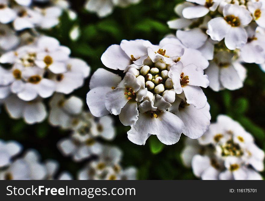 Flower, White, Evergreen Candytuft, Flora