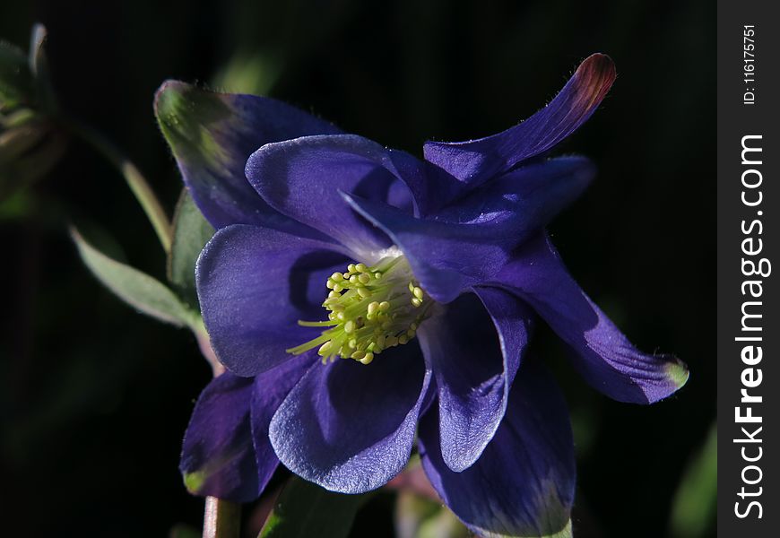 Flower, Blue, Plant, Flora