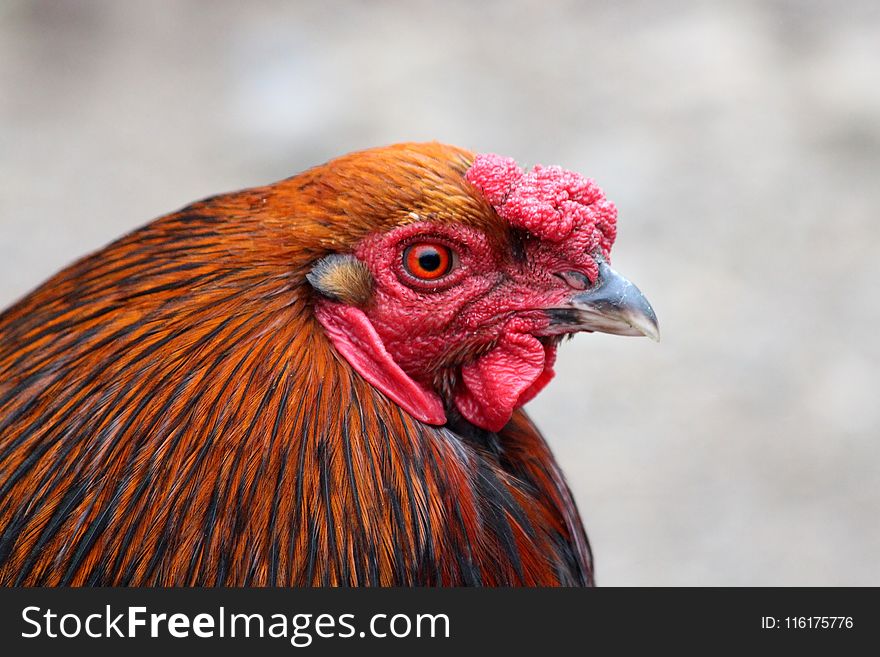 Chicken, Red, Beak, Bird