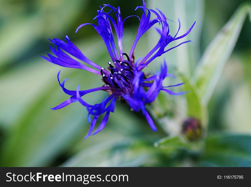 Flower, Flora, Plant, Purple