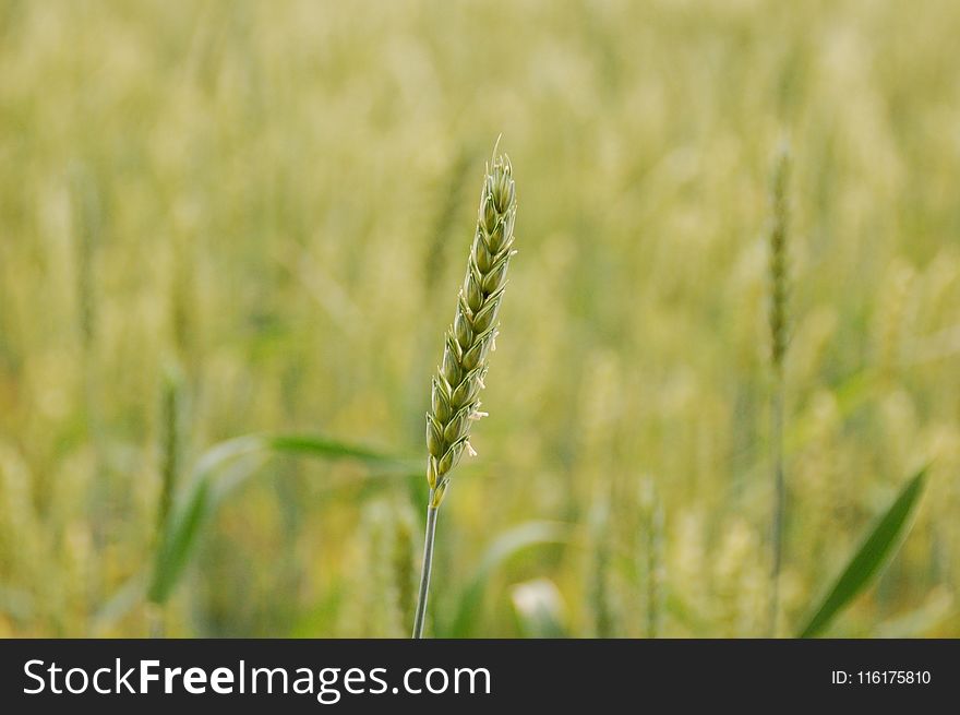 Field, Crop, Food Grain, Grass Family