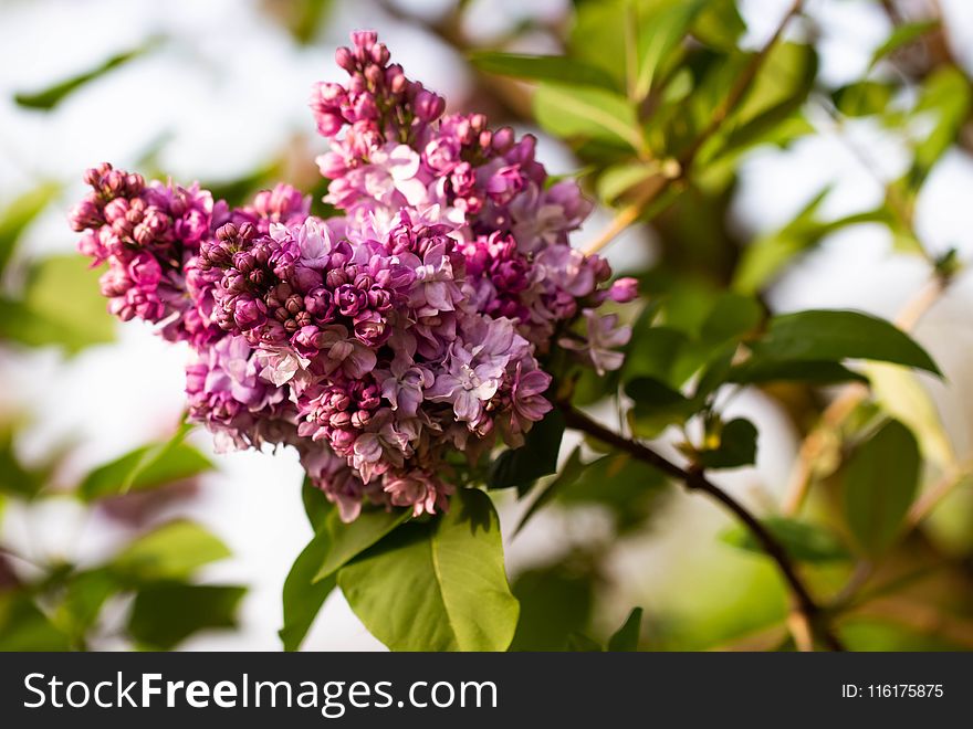 Flower, Plant, Lilac, Flowering Plant