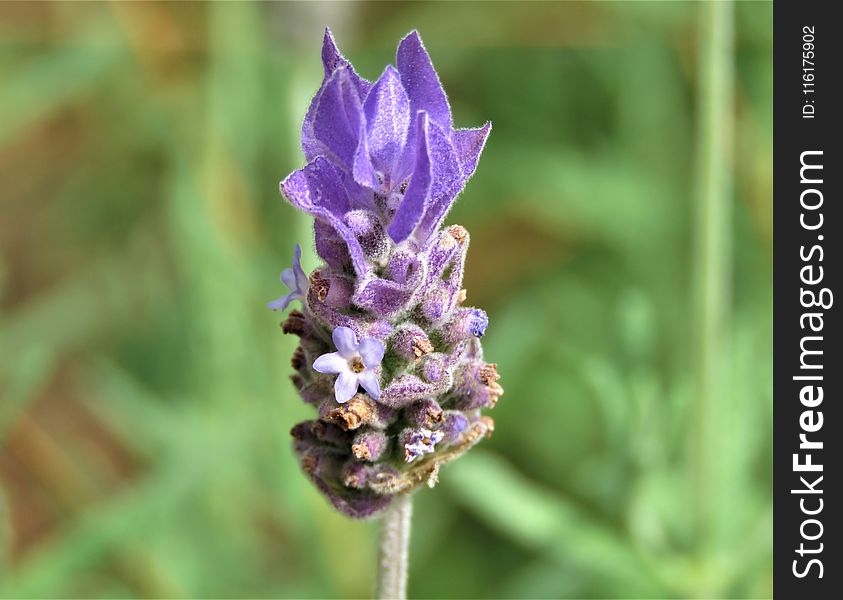 Flower, Plant, English Lavender, Flora