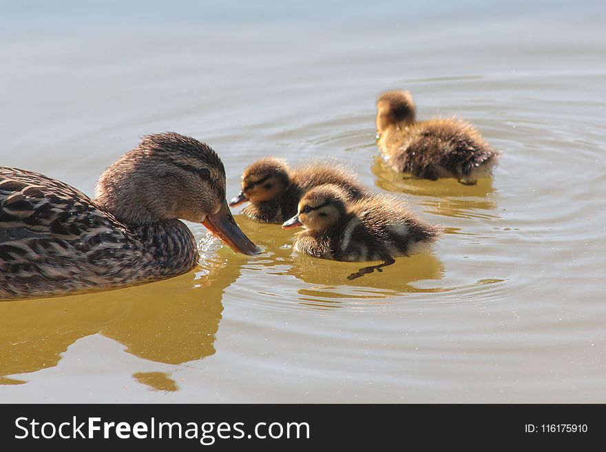 Duck, Bird, Fauna, Ducks Geese And Swans