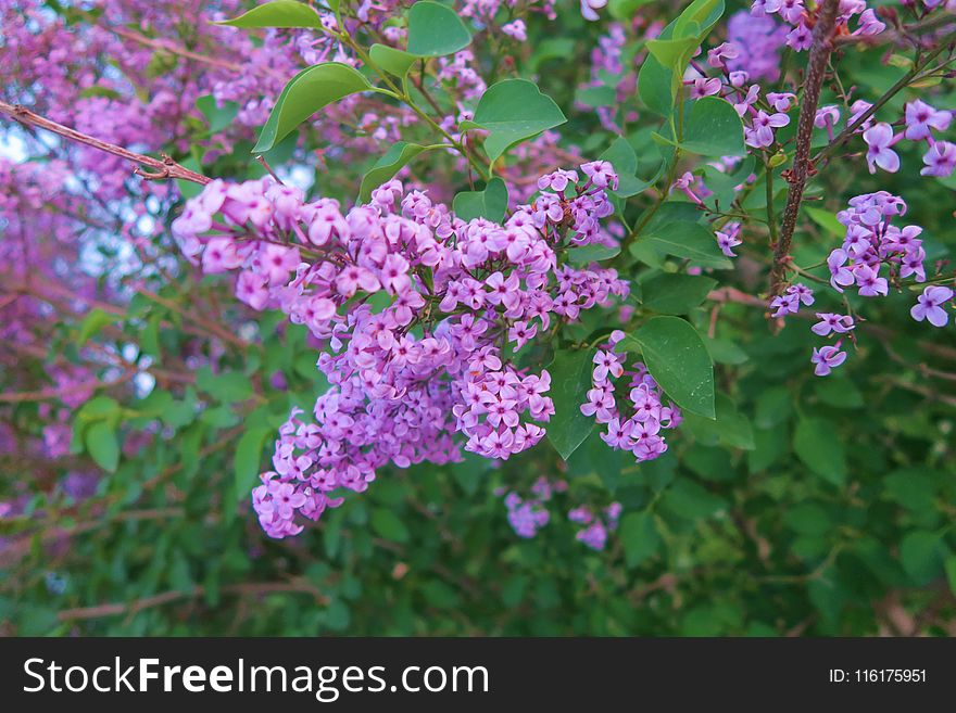 Plant, Flower, Lilac, Flowering Plant