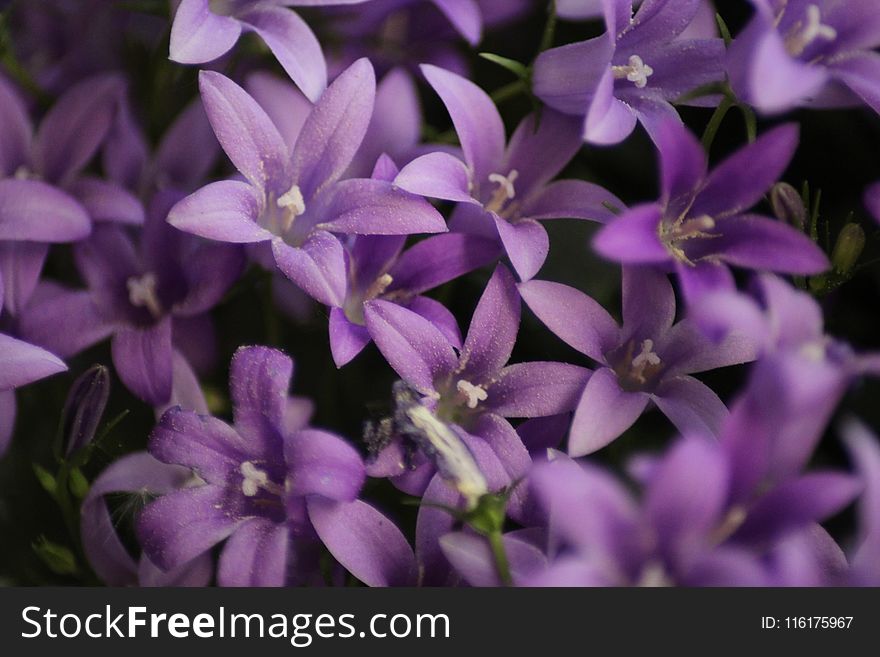 Flower, Plant, Flora, Purple