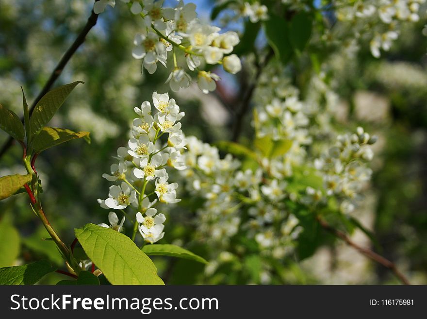Branch, Blossom, Spring, Tree
