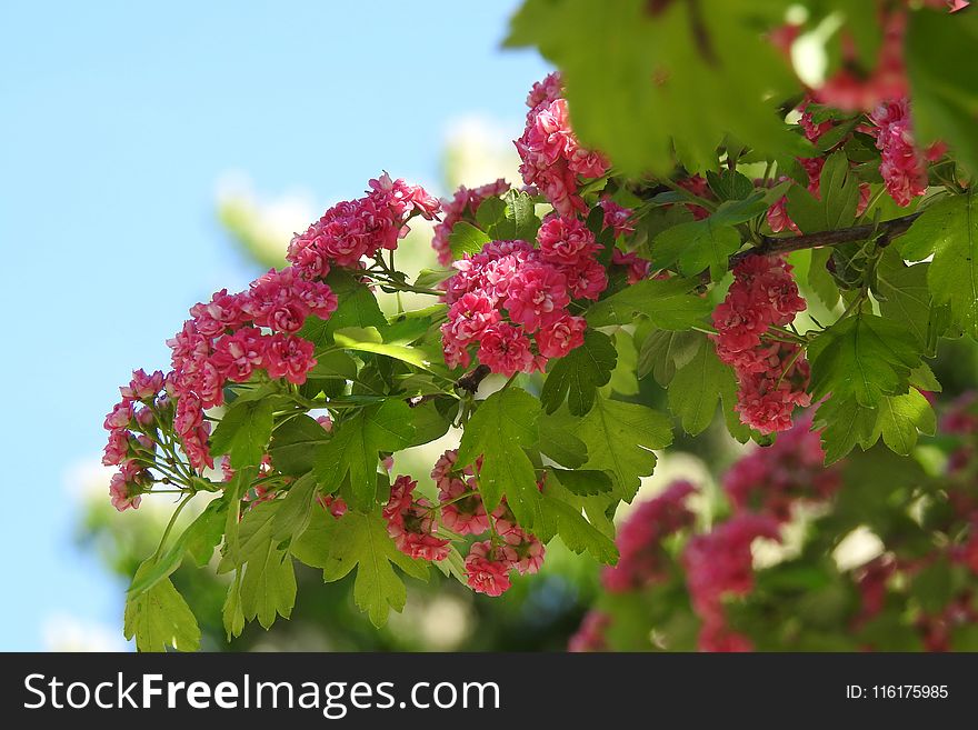 Flora, Plant, Flower, Hawthorn