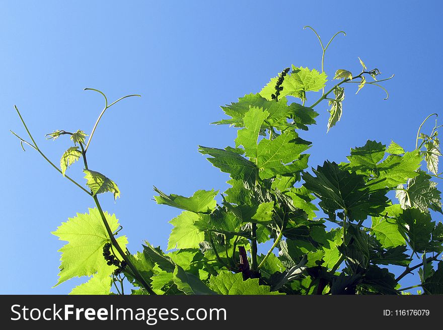Leaf, Sky, Grapevine Family, Branch