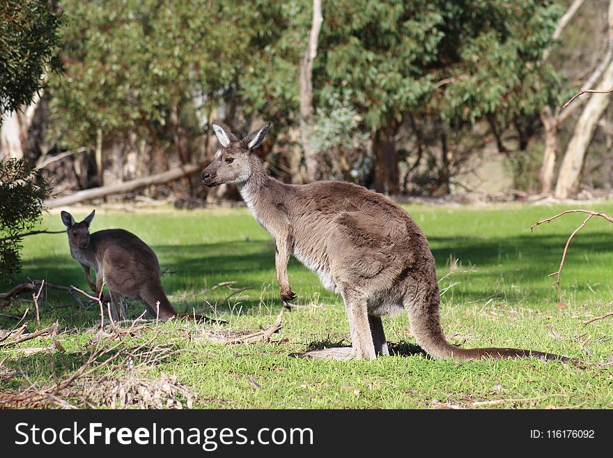 Kangaroo, Macropodidae, Wildlife, Fauna