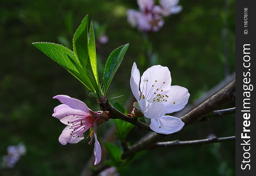 Flora, Blossom, Plant, Spring