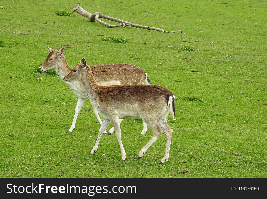 Wildlife, Fauna, Deer, Grassland