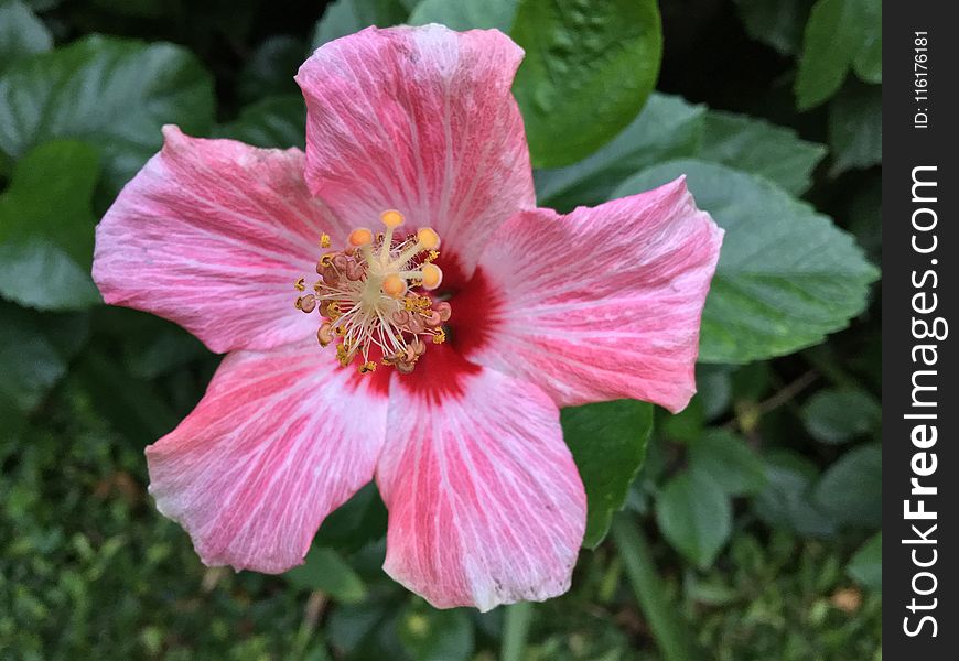 Flower, Pink, Hibiscus, Plant