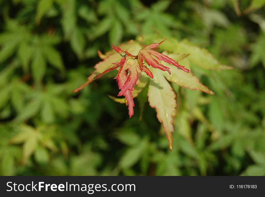 Leaf, Vegetation, Flora, Autumn