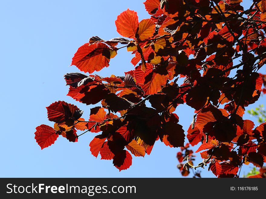 Red, Leaf, Autumn, Flora