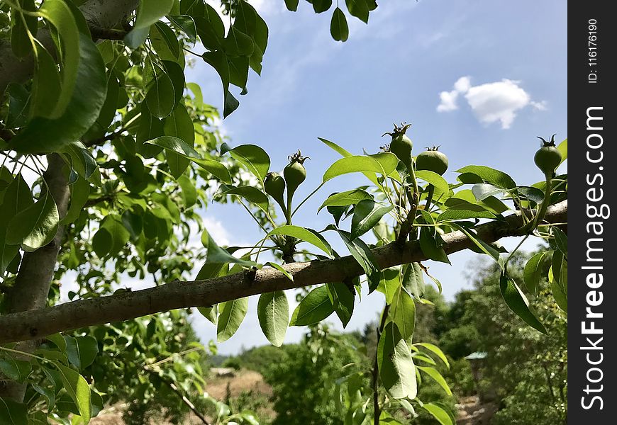 Plant, Tree, Vegetation, Leaf