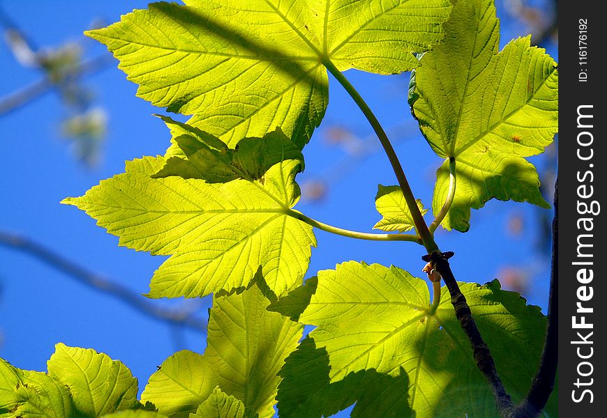 Leaf, Vegetation, Grape Leaves, Grapevine Family