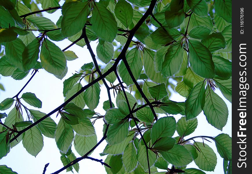 Leaf, Plant, Tree, Branch