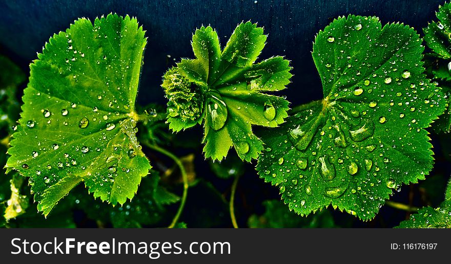 Leaf, Vegetation, Water, Flora