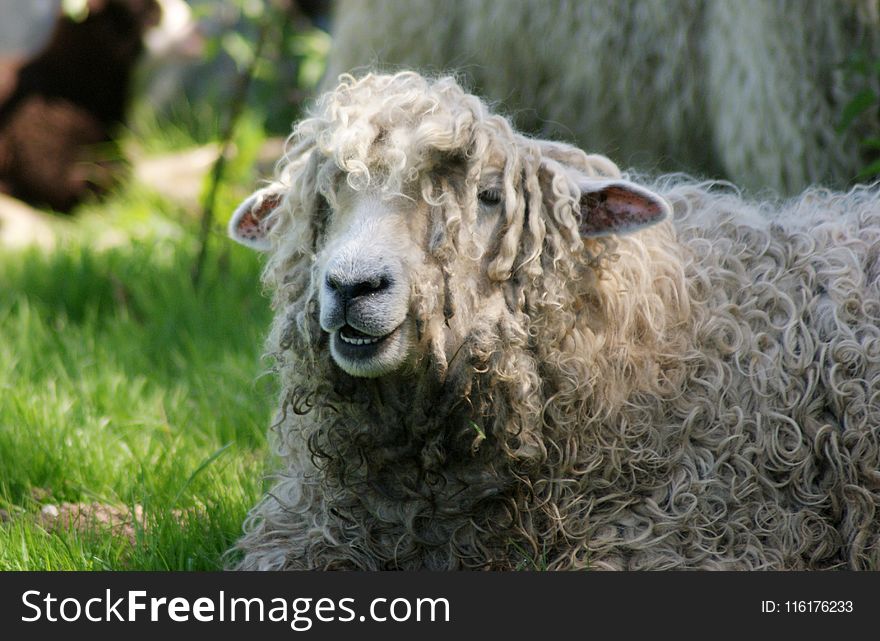 Sheep, Cow Goat Family, Livestock, Grass