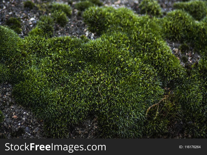 Plant, Vegetation, Ecosystem, Moss