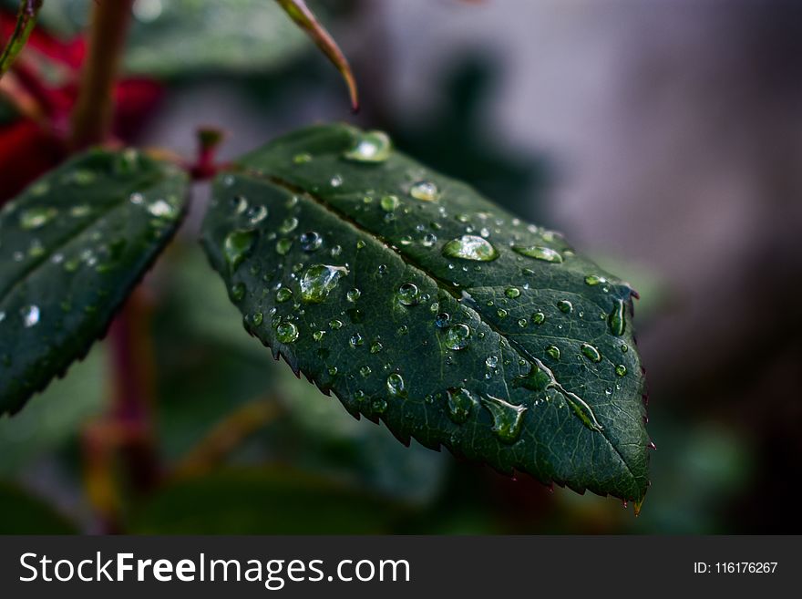 Leaf, Water, Drop, Green