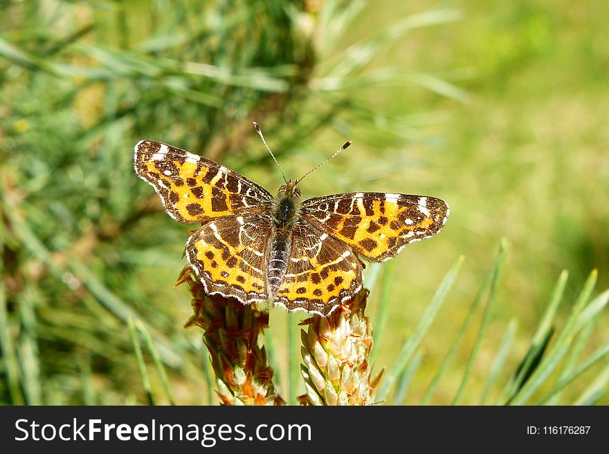 Butterfly, Moths And Butterflies, Insect, Invertebrate