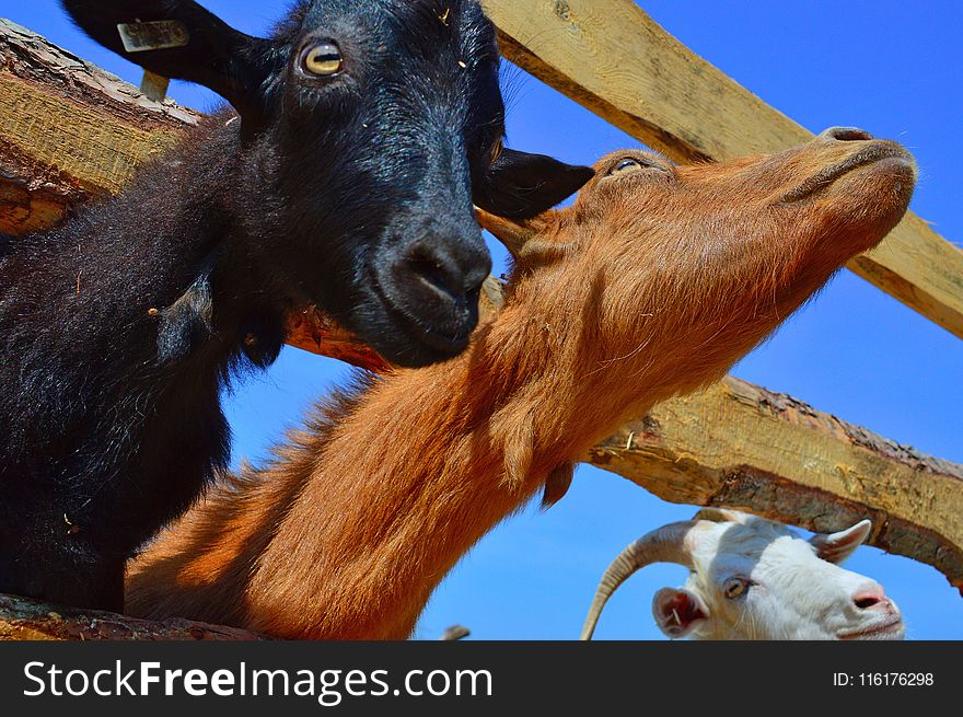 Goats, Goat, Fauna, Horn