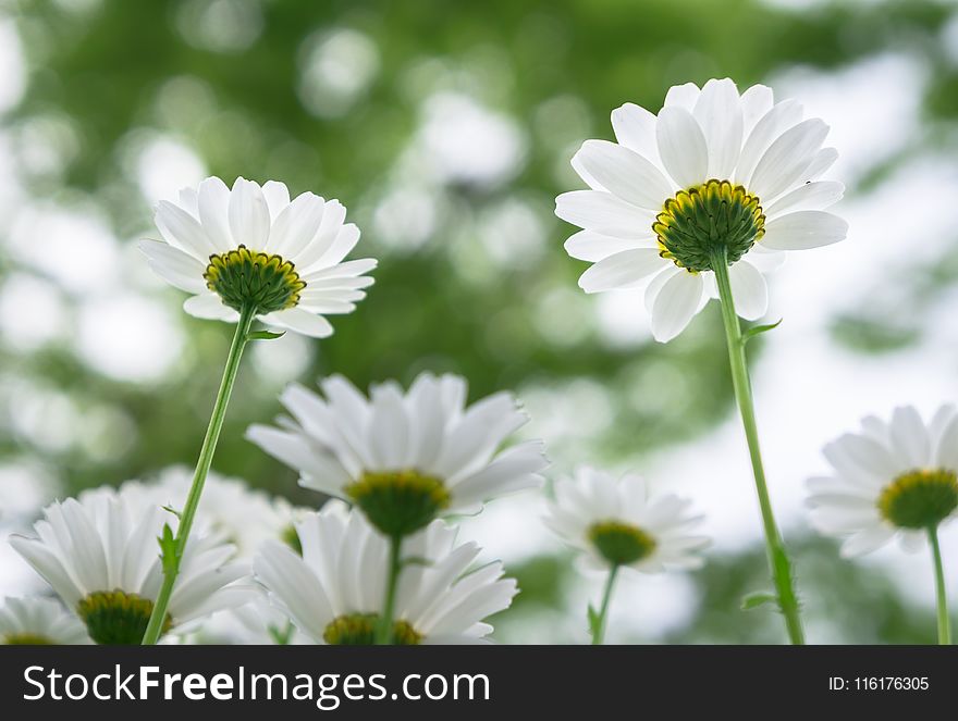 Flower, Oxeye Daisy, Chamaemelum Nobile, Daisy Family