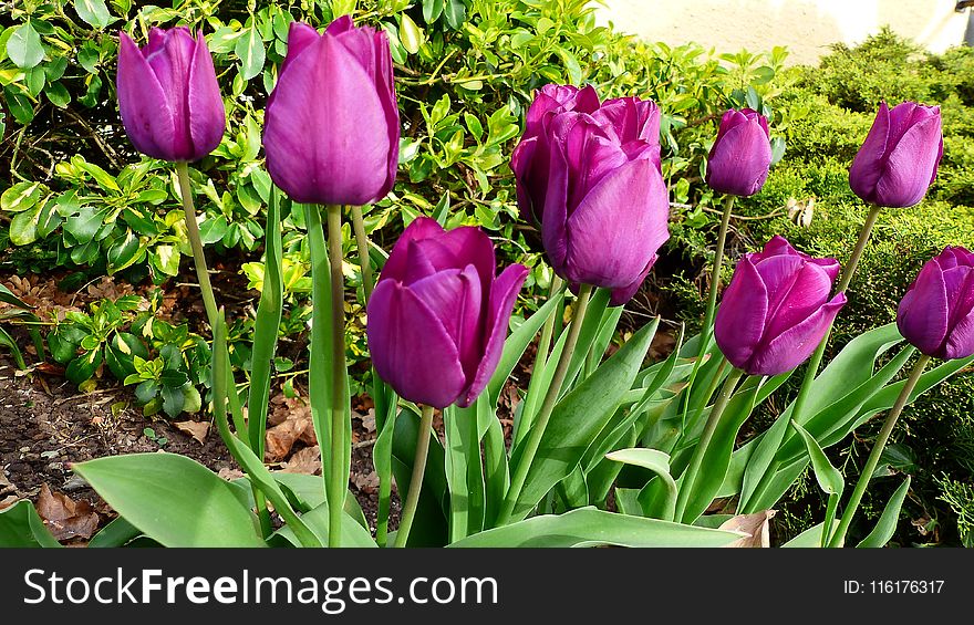 Flower, Plant, Flowering Plant, Tulip