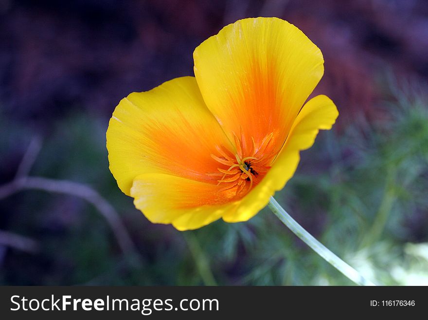 Flower, Yellow, Wildflower, Eschscholzia Californica