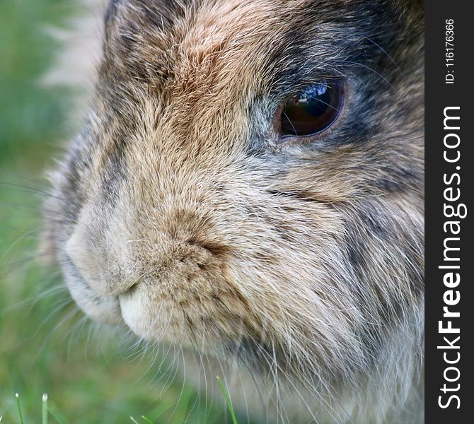 Whiskers, Fauna, Mammal, Rabbit