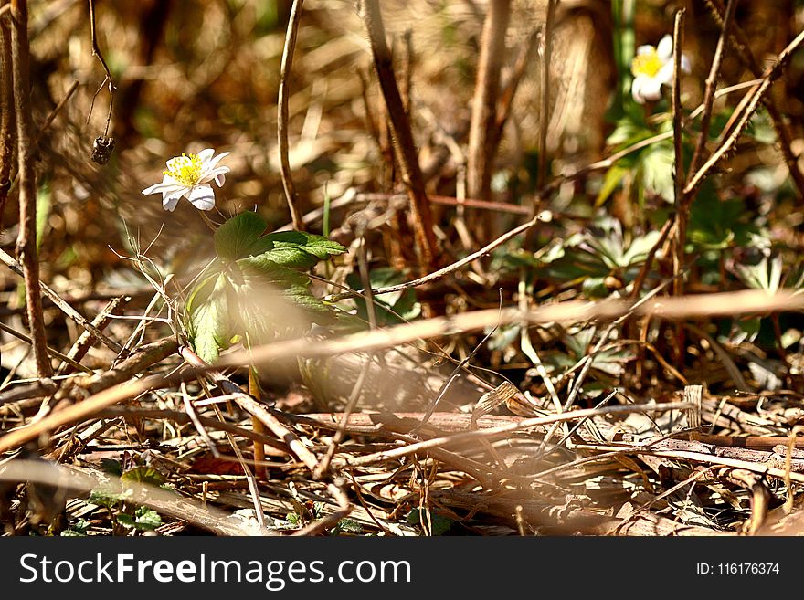 Flora, Plant, Leaf, Fauna