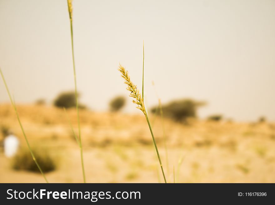 Yellow, Grass, Grass Family, Sky