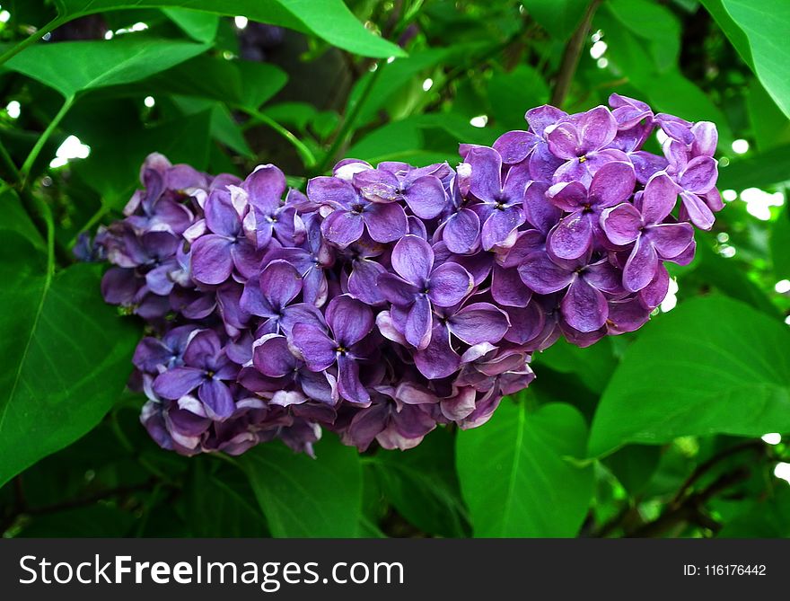 Flower, Plant, Lilac, Purple