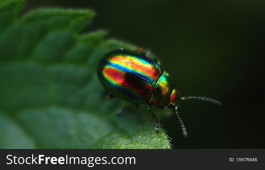 Insect, Beetle, Invertebrate, Leaf Beetle