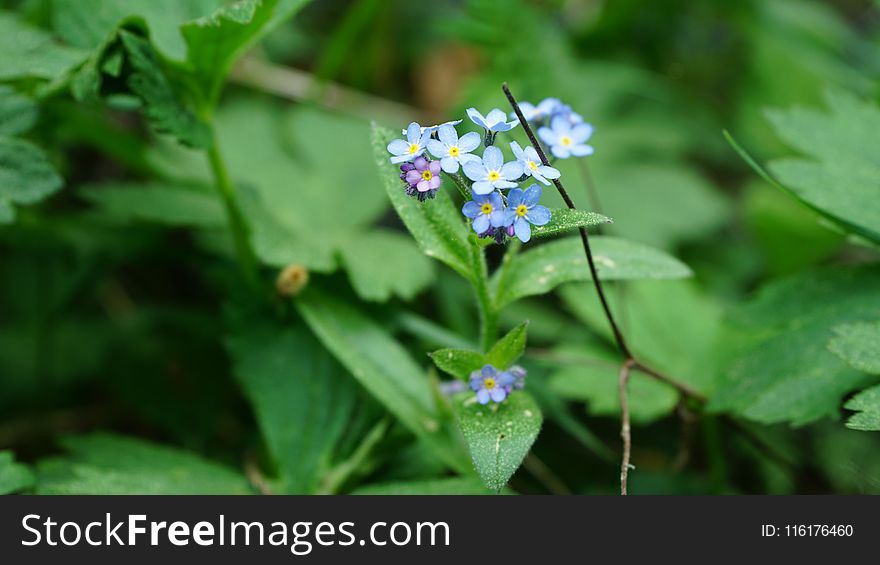 Flower, Plant, Flora, Flowering Plant