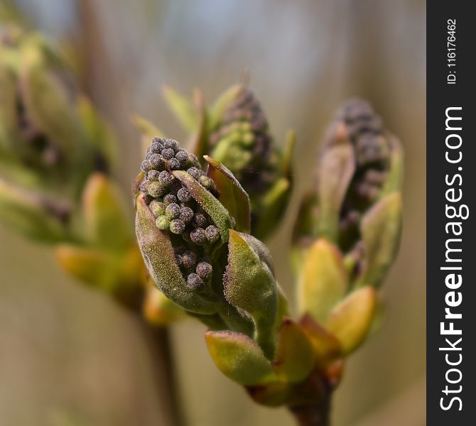 Bud, Flora, Plant, Close Up