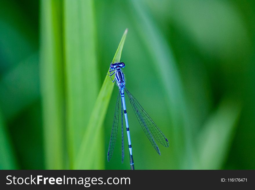 Dragonfly, Damselfly, Dragonflies And Damseflies, Insect