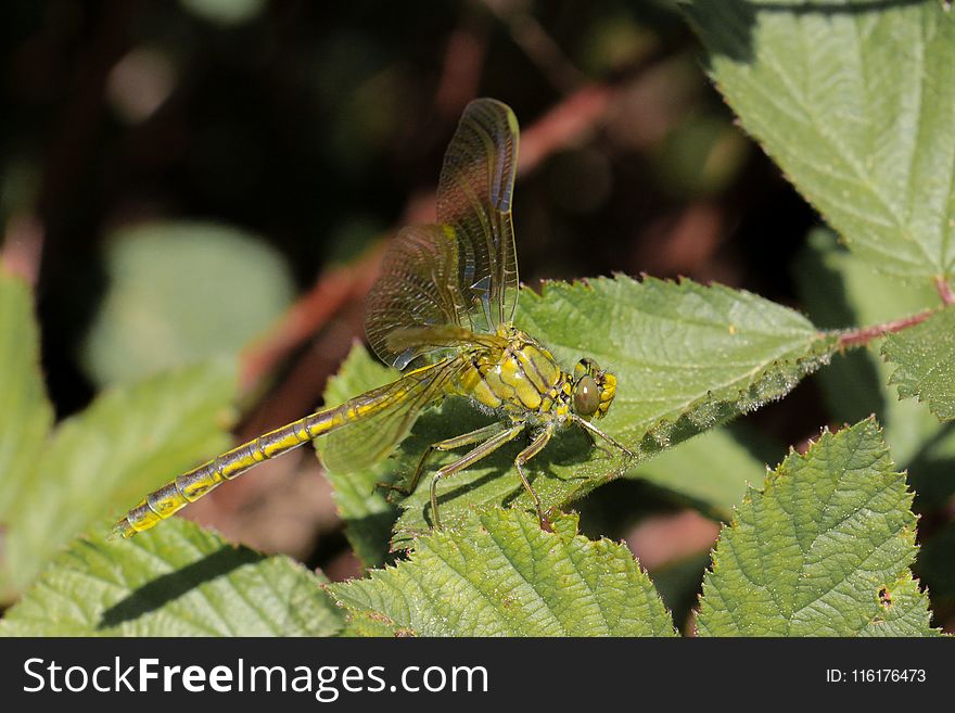 Insect, Fauna, Invertebrate, Leaf