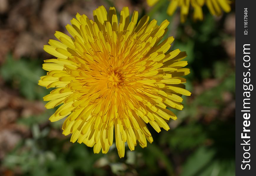 Flower, Yellow, Sow Thistles, Dandelion