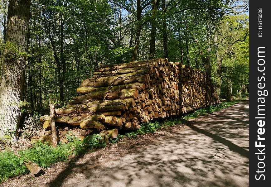 Path, Nature Reserve, Woodland, Tree