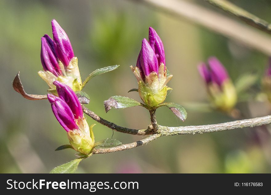 Flower, Plant, Bud, Flora